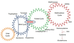 BH4 methylation