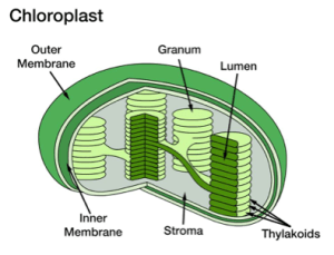 chloroplast